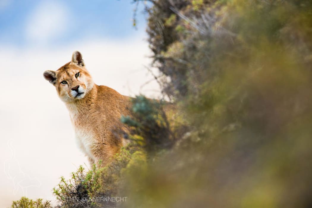A mountain lion, Chile.