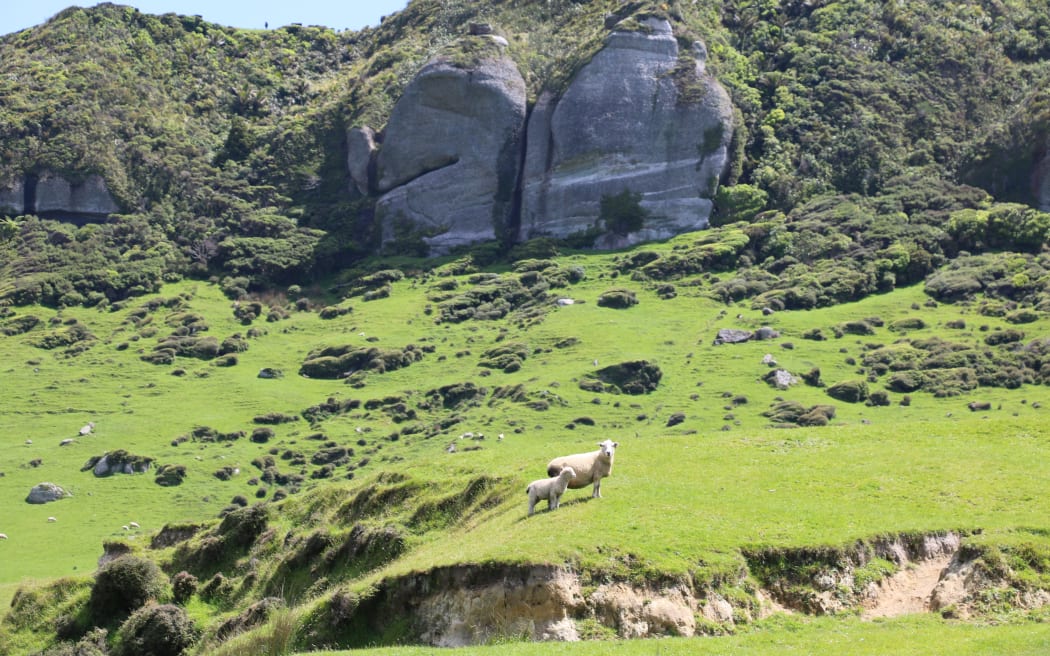 Kaihoka Farm