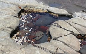 While small rock pools like this might be home to just a few species, larger rock pools may be filled with algae and fish, and their temperature and oxygen levels can change wildly during the day.