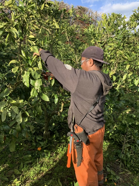 An i-Kiribati RSE worker at Matakana.