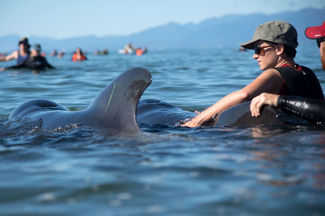Volunteers guide stranded whales back to sea on 11 February 2017.