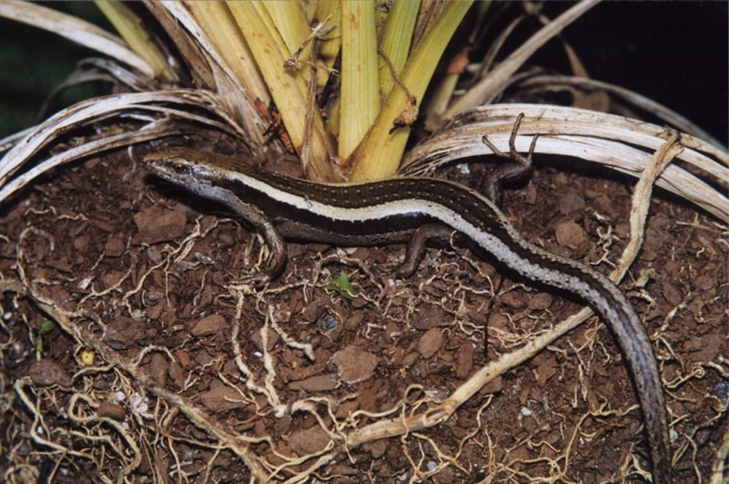 The Striped Skink