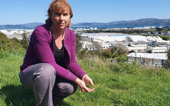 GNS Science radiocarbon scientist Jocelyn Turnbull is using grass to measure how much carbon dioxide is being emitted in New Zealand urban areas, such as Hutt City.