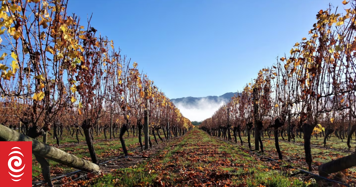 Jack Norris imprisoned for burning down Marlborough vineyard cottage after being evicted