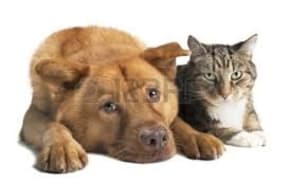 cat and dog