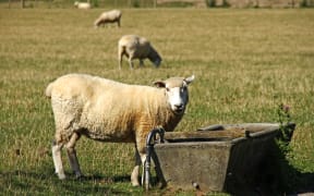 Sheep in the Wairarapa east of Masterton.