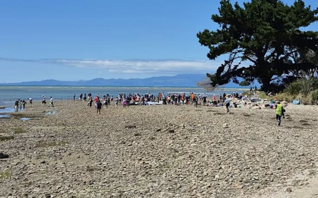 Helpers at Farewell Spit whale stranding