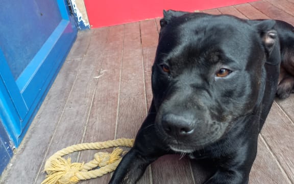 Black crossbreed dog Bubby was severely injured by his owner.