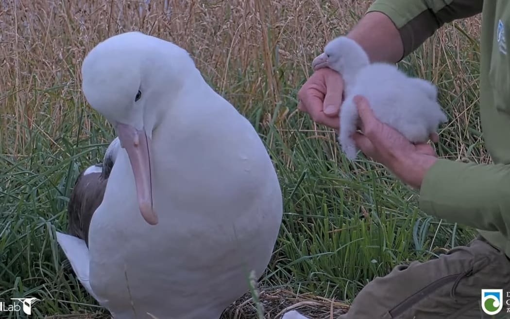 The newest Department of Conservation Royal Cam albatross chick has hatched at the albatross colony on the Otago peninsula, marking the start of the 2025 Royal Cam season.