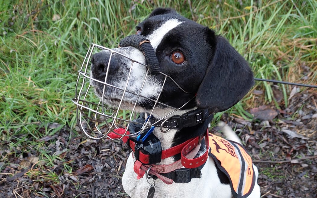 Toby in his work gear