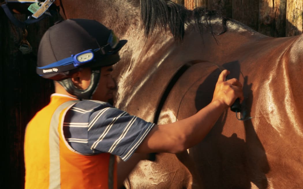 Ace Lawson-Carroll is an apprentice jockey at Clotworthy's Stables in Pukekohe.