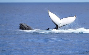 Humpback whale on the surface, Fraser Island, Australia.