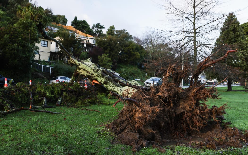 Trees in Nelson's Victoria Square have been battered by high winds that ripped through the area during yesterday's stormy weather.