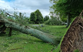 Trees ripped out by Cyclone Gabrielle on Scott St, Leamington, Cambridge, Waikato.