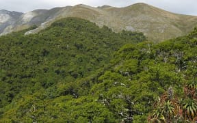 View across beech forest to mountain tops - the Arthur Range in Kahurangi National Park