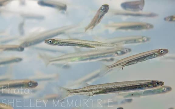 Whitebait
