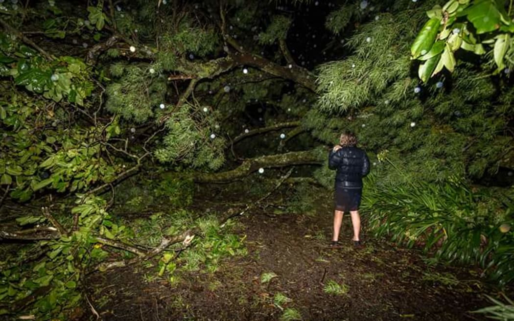 A woman stands in front of a fallen tree on her property in Hastings.