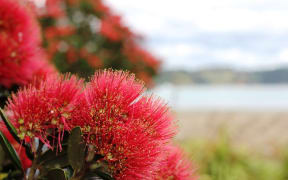 Pohutukawa at the beach