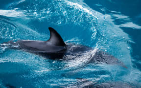 DOC says it appears that it was a dusky dolphin. File picture.