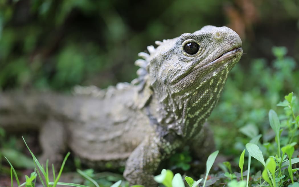 One of Invercargill's resident tuatara. This week, four babies were discovered in an old enclosure.