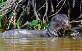 Giant otter (Pteronura brasiliensis), Pantanal, Mato Grosso, Brazil, South America..