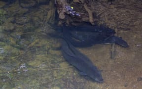 Longfin eel.