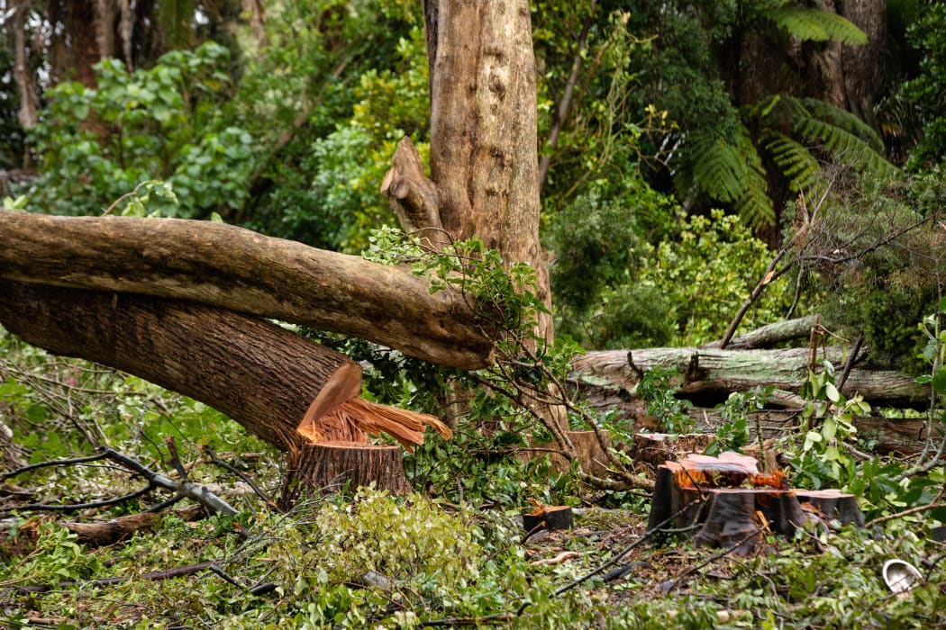 Thirty native trees at a Canal Road property in Avondale are facing the chop.