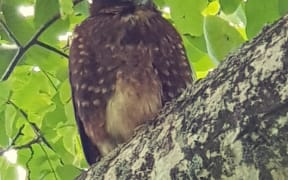 The injured falcon before it was taken in by DOC rangers.