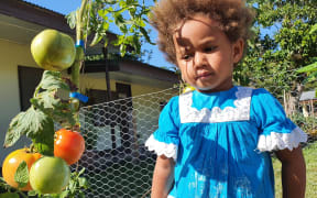 A child inspects tomatoes at SPREP's backyard food gardening programme.