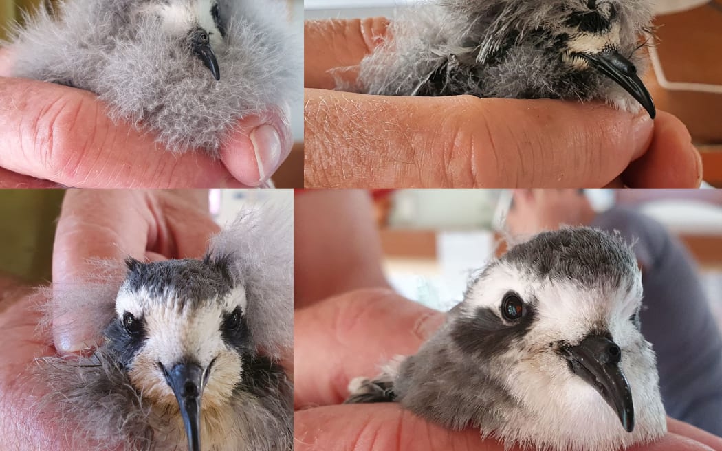 White-faced storm petrel chicks, from very downy to adult plumage.