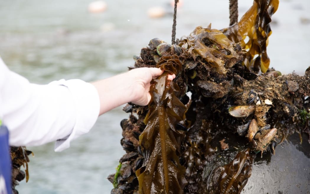 Wakame is a murky brown colour when in the sea, but turns a bright green when blanched.