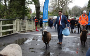 Sheep were amongst the first to test out the re-opened bridge.