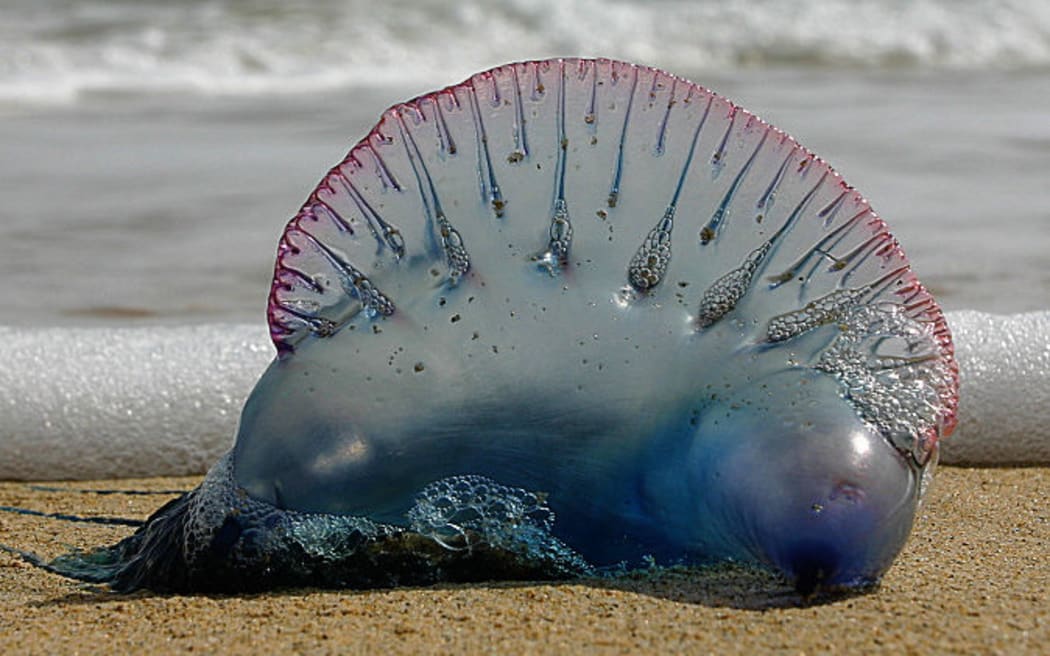 Portuguese Man-O-War/bluebottle jellyfish