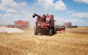 wheat harvest Ukraine