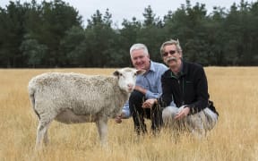 Sharon the sheep with scientists.