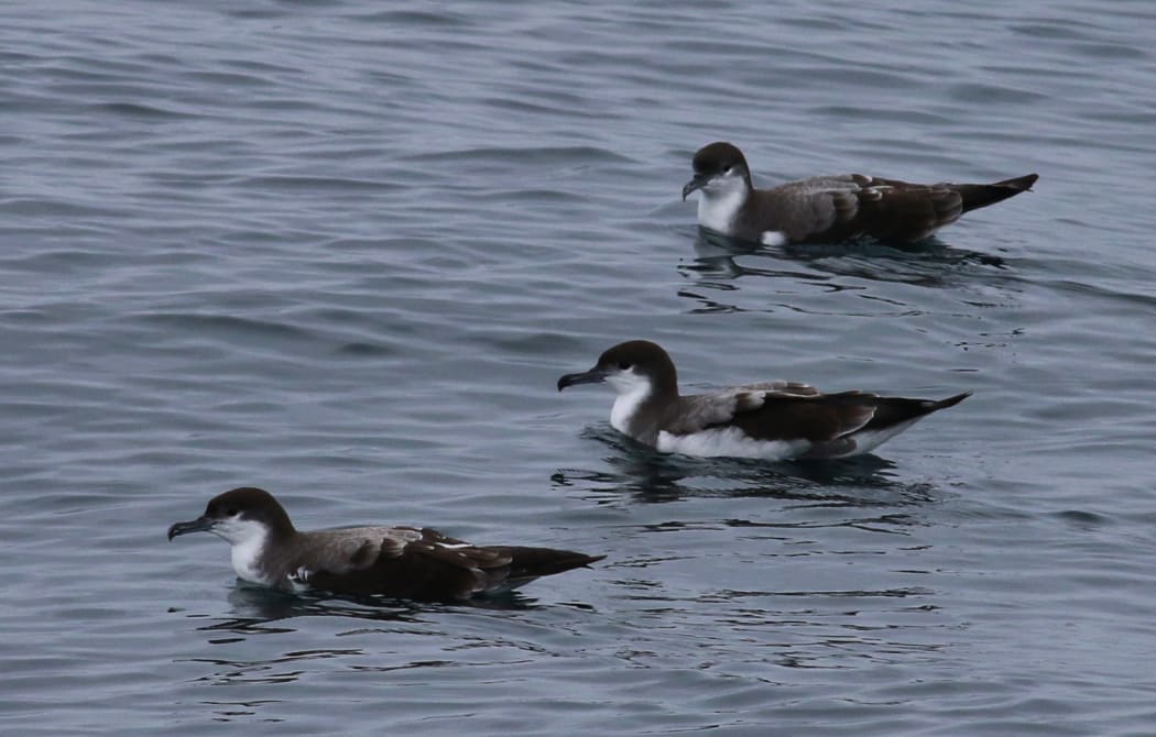 Four Buller's shearwaters sitting on the water, photographed off the coast of California.