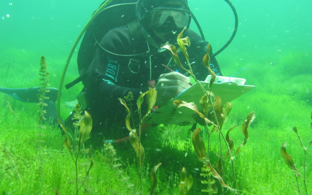 An underwater shot of a diver in a lake, they have a clip board and pen in their hands, they are surrounded by delicate-looking lush green plants. Directly in front of them is a larger, green-brown plant.