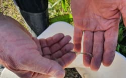 The season for catching the juvenile fish has been reduced by six weeks in most parts of New Zealand this year to help sustain fish numbers.