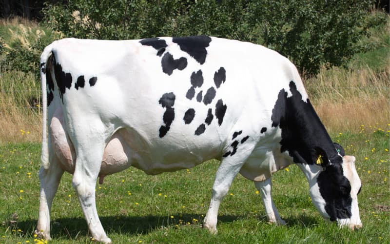 New Zealand Meat Industry Concerned Over Potential US Tariff Changes
