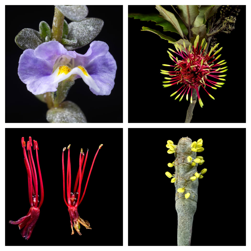 Four close up pictures of native flowers
