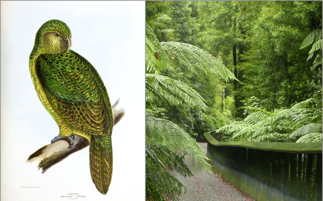 Left: Kakapo. Right: shows a portion of the predator-proof fence at Maungatautari.