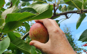 Molewood Orchard is trialling pick-your-own fruit as another stream of income after another difficult season post Covid.