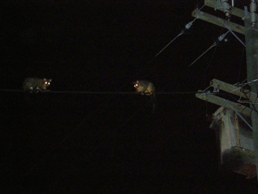 Possums on power line
