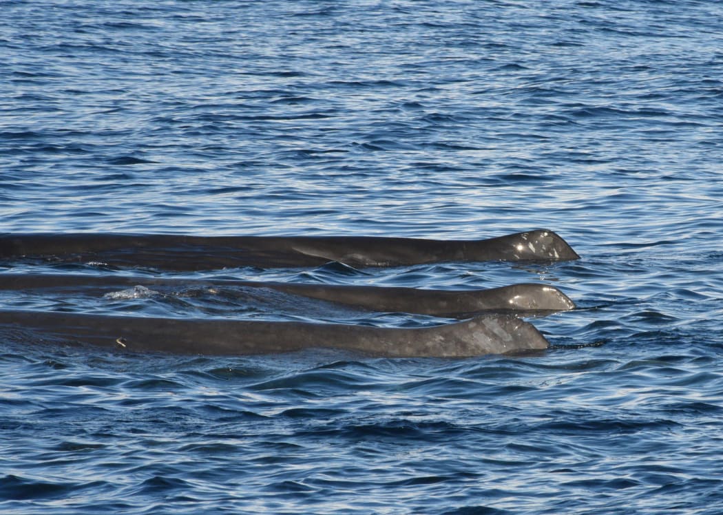 A pod of logging, or resting, sperm whales recorded off the Northland coast.