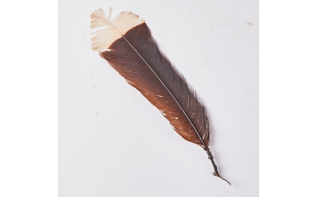 A huia feather up for auction by Webb's.