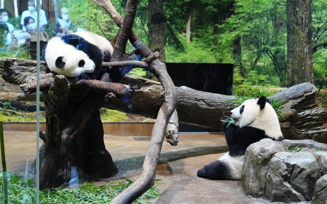 Japan-born pandas Xiao Xiao and Lei Lei arrive in China as