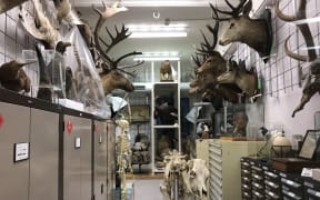 A back room of the Auckland War Memorial Museum is filled with mounted deer heads, taxidermied animals, and skulls and skeletons.