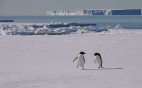 These Adelie penguins will travel north during winter, but Antarctica teems with tiny wildlife - midges, springtails, water bears and wheel animals - that stay put all year round and whose life cycles are finely tuned to the extreme environment.