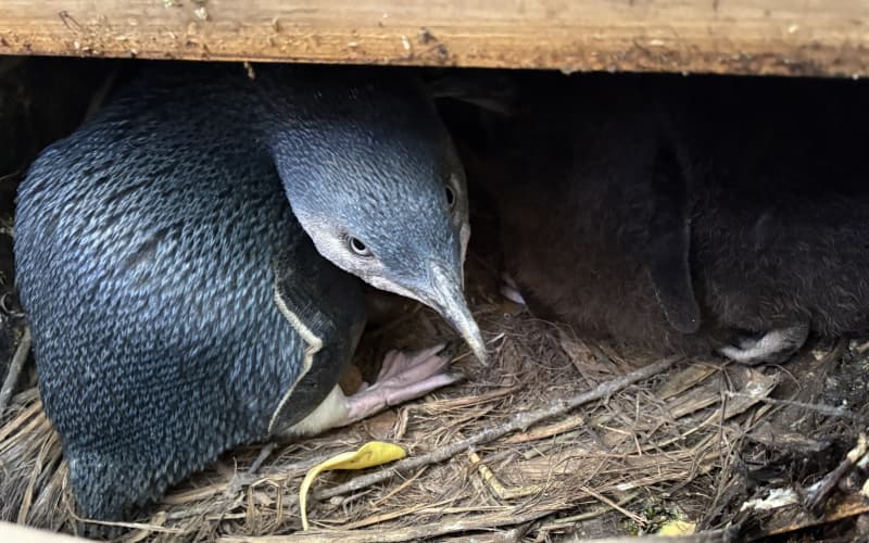 Secret safe havens set up for 'on the brink' little blue penguins | RNZ
