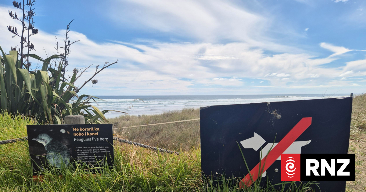 'A little short of a disaster': Little penguins mauled by dogs at Piha - RNZ